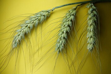 Zielone kłosy pszenicy na żółtym tle © tomo81