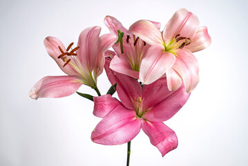 flor de lirio, flor, rosa, naturaleza, fábrica, azucena, primavera, florecer, beldad, ramo,...
