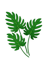 Lush Tropical Philodendron Xanadu Leaves Isolated on White Background, Exotic Rainforest Plant, Decorative Green Foliage, Botanical Vector Illustration for Jungle Nature Design Elements