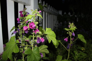 flowers in the garden