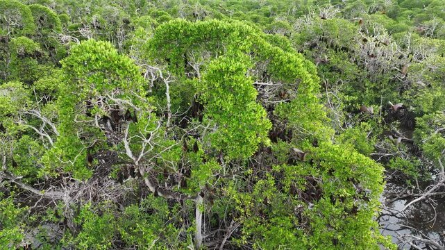 An extensive mangrove forest on a small island near Adonara is home to a vast Sunda flying fox colony, Acerodon mackloti. This tropical region in the Lesser Sunda Islands harbors high biodiversity.