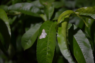 A dead butterfly on a leaf 