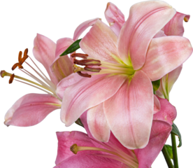 flor de lirio, flor, rosa, naturaleza, fábrica, azucena, primavera, florecer, beldad, ramo, floral, aislada, hojas, hermoso