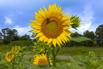 Close up of sunflowers in full bloom with bee's going about their day.