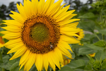 Obraz premium Close up of sunflowers in full bloom with bee's going about their day.