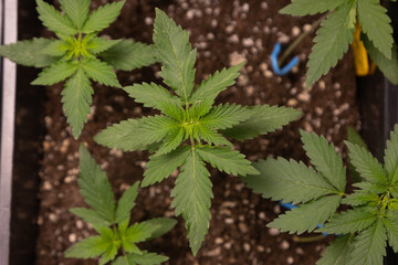 Top view of young cannabis plants growing in pots indoors. Marijuana cultivation in early...
