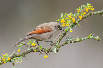 Bay winged Cowbird in Calden forest environment, La Pampa Province, Patagonia, Argentina.
