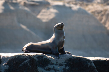 South American  Sea Lion ,  Peninsula Valdes ,Chubut,Patagonia, Argentina © foto4440