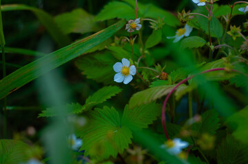Wild strawberry plants with small white flowers and green leaves growing in a natural forest environment, captured in soft, moody light