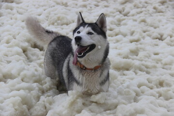 siberian husky dog