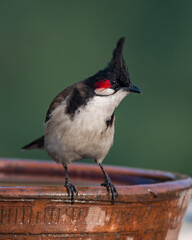 Red Whiskered Bulbul