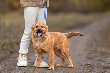 Cropped close up shot of a child little girl pet owner walking her dog in city autumn park. Pet...