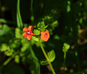 Scarlet Pimpernel - Lysimachia arvensis syn Anagallis arvensis.  Primulaceae family. Reaching for...