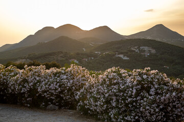 Golden Hour Over Mediterranean Hills with Blooming Oleander