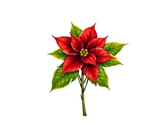 Fototapeta premium Single poinsettia flower with stem, ideal for Christmas, decoration, or seasonal designs. Generative AI