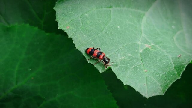 red and black beetle (Trichodes alvearius) sits on a green leaf, close-up, macro