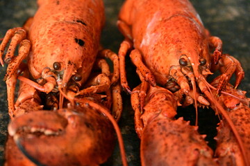 delicious lobster on the background