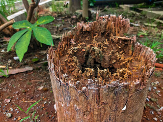 Decayed tree stump in garden environment