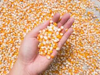 Dried corn kernels in a hand