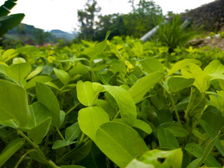 Green peanut plants growing in field