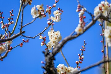 青空バックに見る光を浴びて輝く満開の白梅