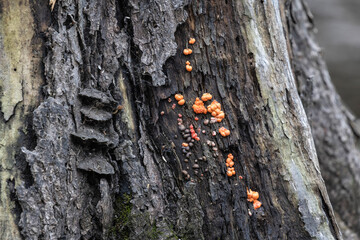 wolf's milk fungus cluster on tree trunk © Joni Welda  