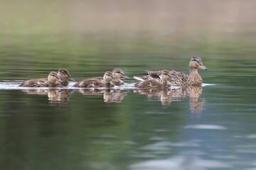 hen mallard with ducklings on calm water with reflections