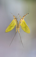 single mayfly on glass with reflection
