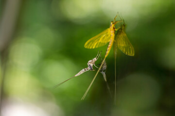 newly molted mayfly and discarded exoskeleton