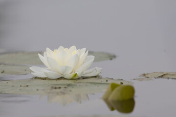 native wild white lily in river