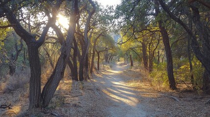 Fototapeta premium Forest path sunlight