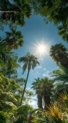 Palm trees sunlight sky view