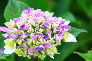Hydrangea Macro Photography with Vivid Colors