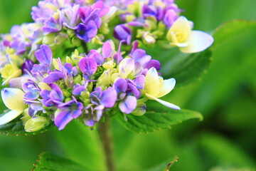 Obraz premium Hydrangea Macro Photography with Vivid Colors