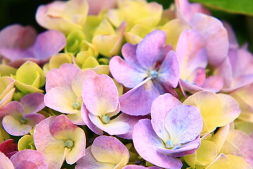 Hydrangea Macro Photography with Vivid Colors