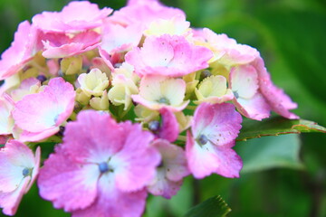 Hydrangea Macro Photography with Vivid Colors
