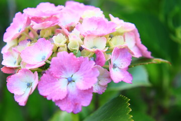 Hydrangea Macro Photography with Vivid Colors