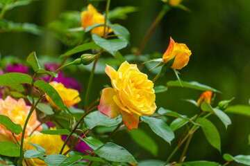 庭園に咲く黄色い薔薇