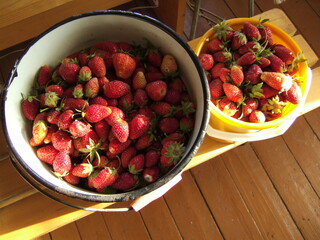 Freshly harvested strawberries in two buckets, one metal and one plastic, resting on a wooden...