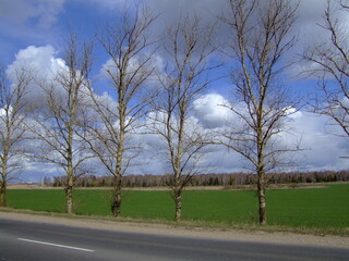 Bare trees line a rural road under a blue sky with fluffy clouds, showcasing the transition of...