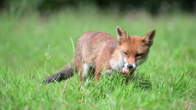Fox vixen cubs spring watch summer mammals England wildlife conservation