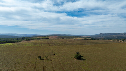 aerial view of sorghum plantation with morning sun