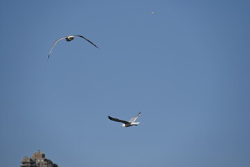 embankment and seagulls on the background of the sea