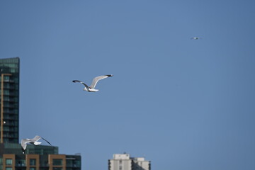 embankment and seagulls on the background of the sea