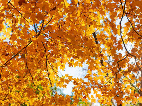 Seasonal leaves on tree. Natural autumn leaves. Autumn beauty of nature. Fall season nature. Fall leaves of tree. Crisp air. Autumn tree. Nature in fall season. Autumnal sunny day