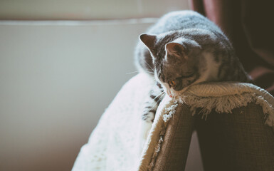 Naklejka na ściany i meble Cat Napping on the Sofa