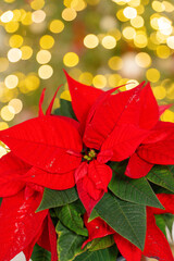 Poinsettia Plant.Christmas star flower on a shining Christmas tree background.Festive symbolic...