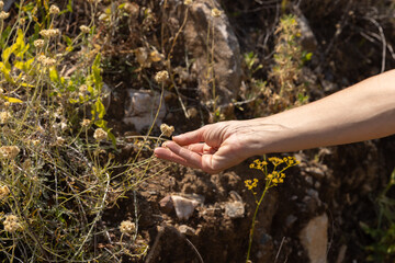 Female hand inspecting and exploring local foliage while hiking or foraging. 