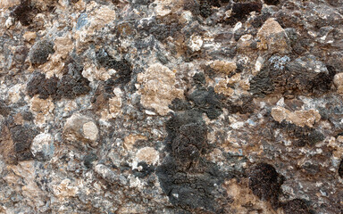 rock covered with various moss