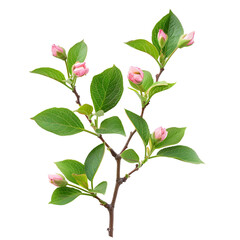 Pink buds blooming branch spring flowers nature beauty